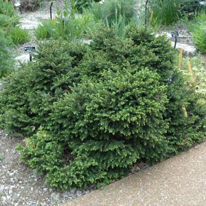 Pumila Norway Spruce