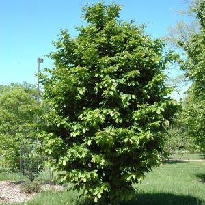 Vanessa Parrotia