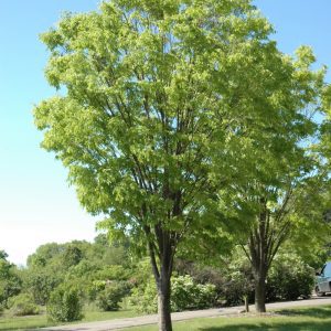 Green Vase Zelkova