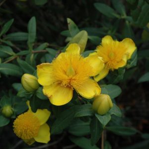 Sunburst St. John's Wort