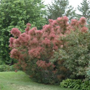Royal Purple Smokebush
