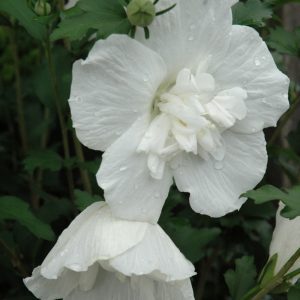 White Chiffon Rose of Sharon