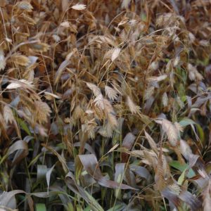 Northern Sea Oats