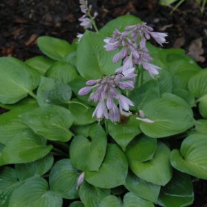 Blue Cadet Hosta