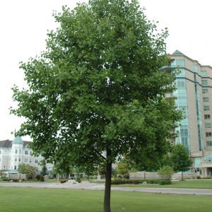 Tuliptree