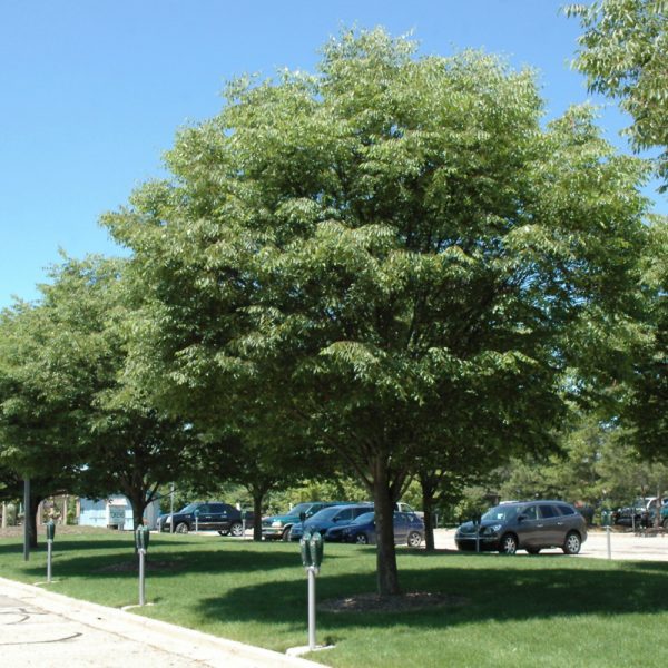 Village Green Zelkova | Indy Plants