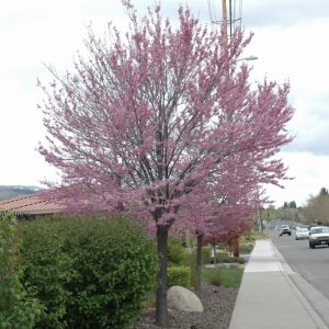 Eastern Redbud