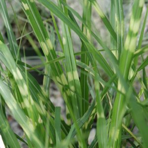 Porcupine Grass