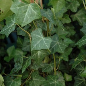 Thorndale Ivy