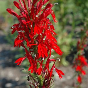 Cardinal Flower