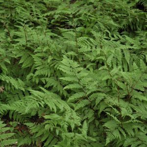 Lady Fern