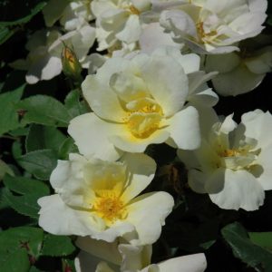 Sunny Knock Out Rose