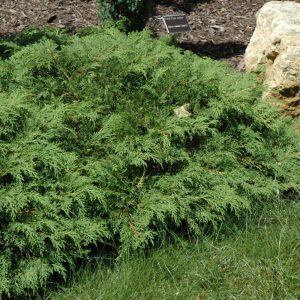 Russian Cypress