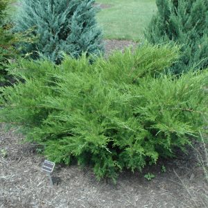 Sea Green Juniper