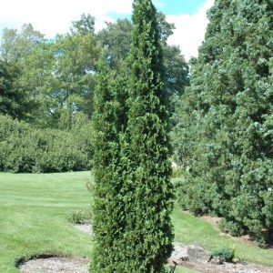 Degroot's Spire Arborvitae