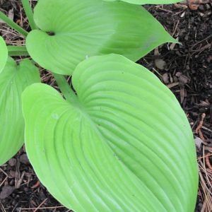 Sum and Substance Hosta