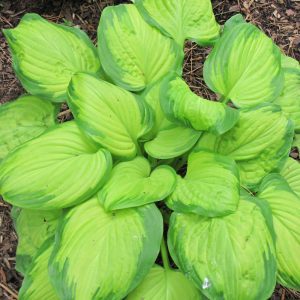 Stained Glass Hosta