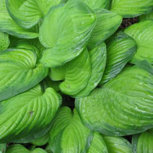 Guacamole Hosta
