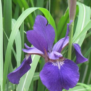 Caesar's Brother Siberian Iris