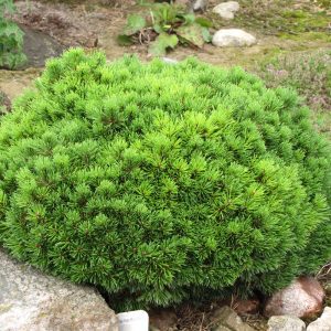 Mops Mugo Pine
