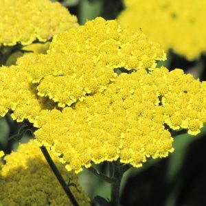 Moonshine Yarrow