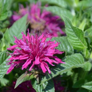 Pardon My Purple Beebalm