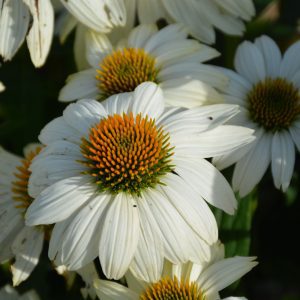 PowWow White Coneflower