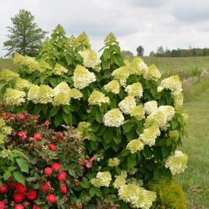 Limelight Prime Hydrangea