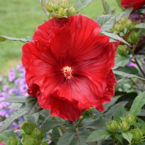 Summerific Cranberry Crush Hibiscus