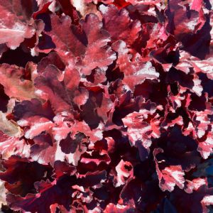 Forever Red Coral Bells