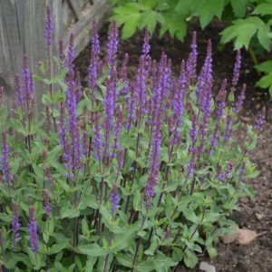Caradonna Sage