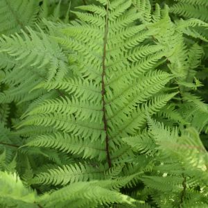 Lady in Red Fern