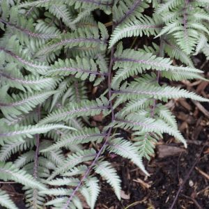 Godzilla Giant Japanese Painted Fern