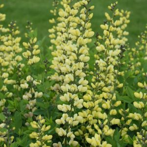 Decadence Lemon Meringue False Indigo