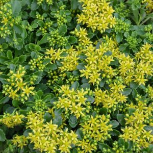 Little Miss Sunshine Stonecrop