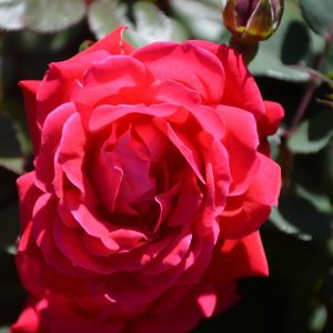 Knock Out Rose