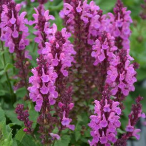 Rose Marvel Meadow Sage