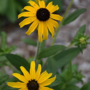 American Gold Rush Coneflower