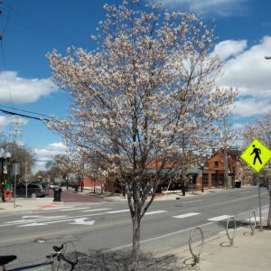 Robin Hill Serviceberry