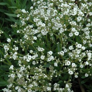 Festival Star Baby's Breath