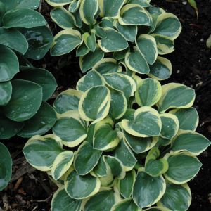 Mighty Mouse Hosta