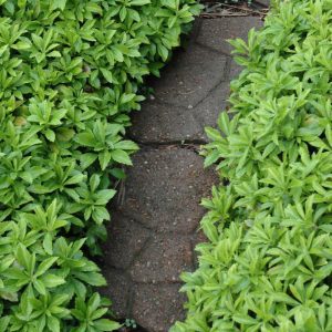 Green Carpet Japanese Spurge