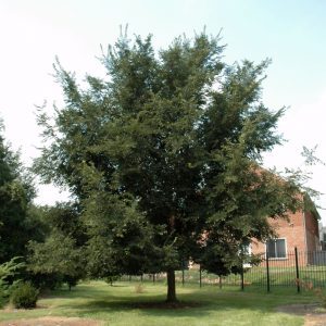 Patriot Elm