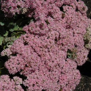 Lime Zinger Stonecrop