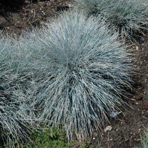Elijah Blue Fescue