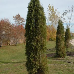 Skybound Arborvitae