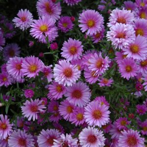 Purple Dome Aster