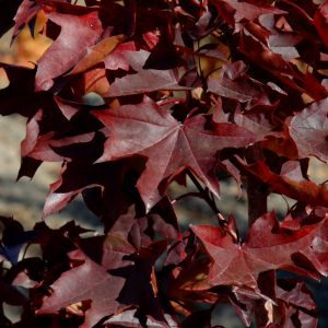 Crimson Sunset Maple