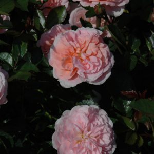 Apricot Drift Rose