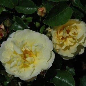 Popcorn Drift Rose